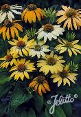 Echinacea Mellow Yellows